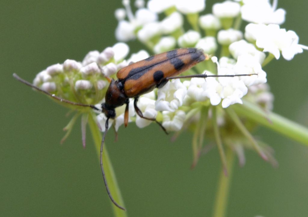 Stenurella septempunctata